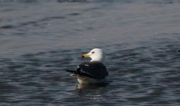 天津海鸥爆料视频最新版,惊人内幕曝光！